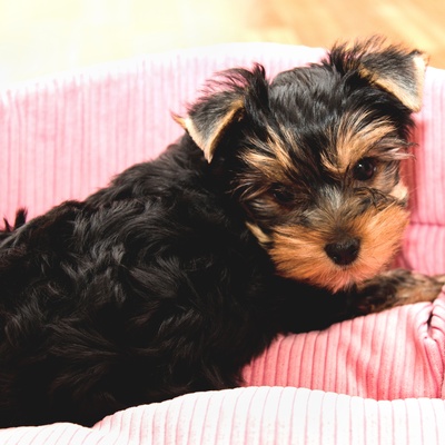 a yorkipoo lying in its pink basket