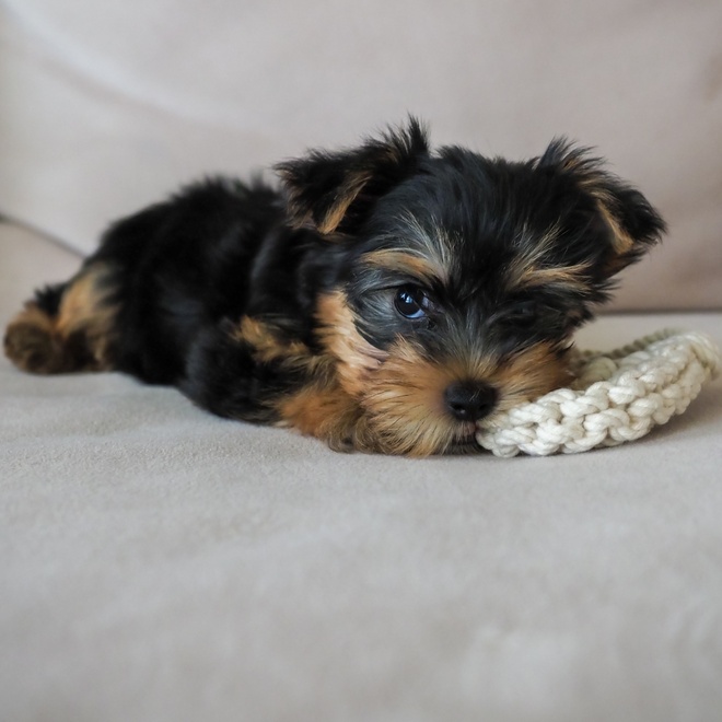 a yorkipoo gnawing on its toy