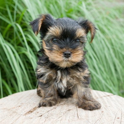 a yorkipoo sitting on a tree trunk