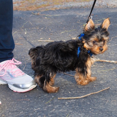a yorkipoo on a lead