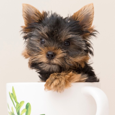 a yorkipoo in a cup