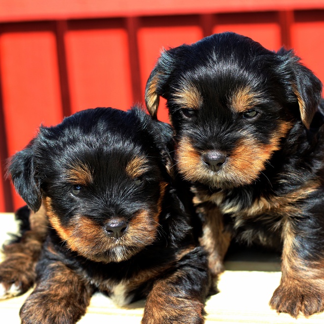 two yorkipoos puppies