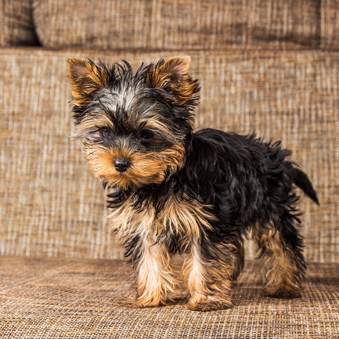 a yorkipoo standing on a sofa