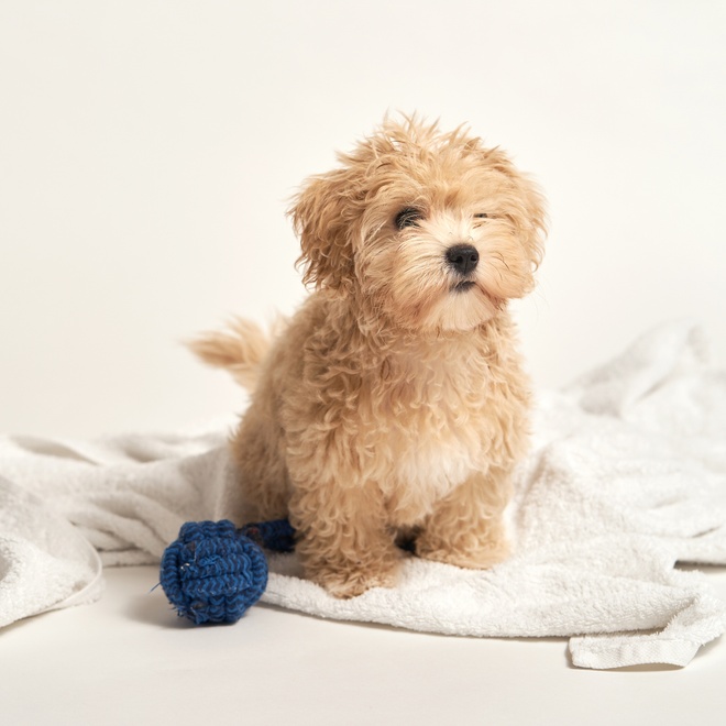 a beige yorkipoo sitting next to its blue ball