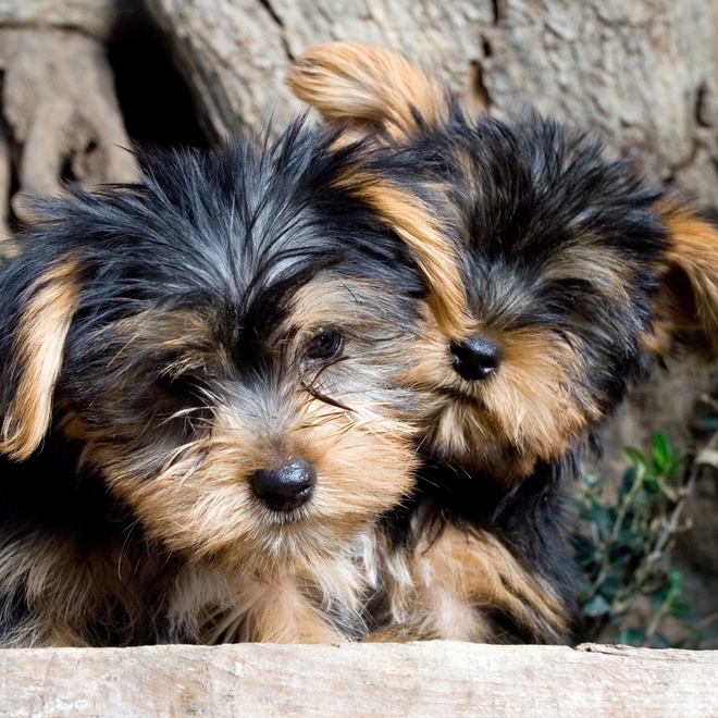 two yorkipoos glued together