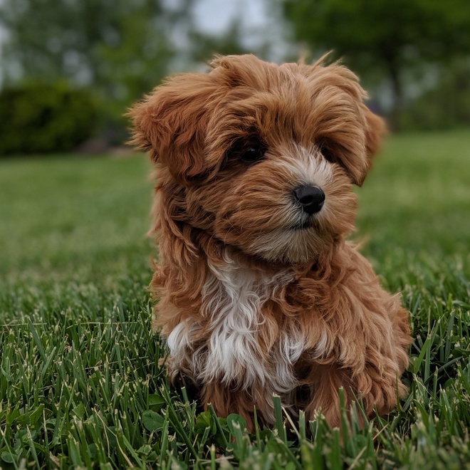 a yorkipoo in the grass