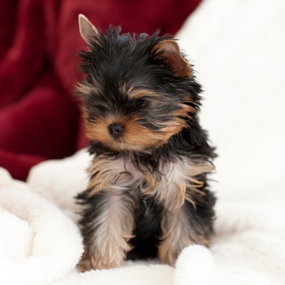 a yorkipoo sitting in white sheets