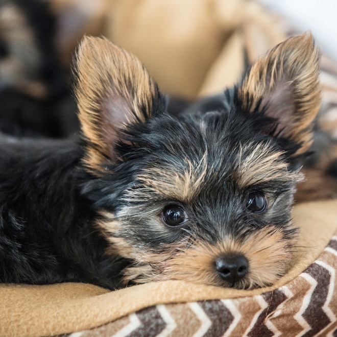 a yorkipoo resting in its basket