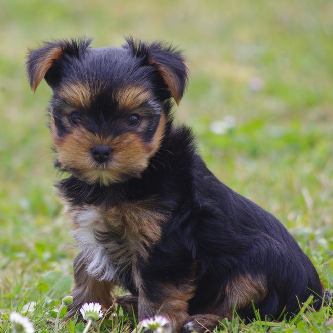 a yorkipoo sitting on a lawn outside