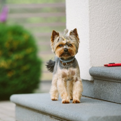 a yorkshire on the steps in front of a house