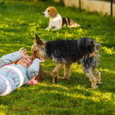 un yorkshire qui joue avec une enfant allongée sur l'herbe