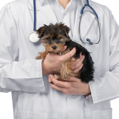 a yorkshire in the arms of a veterinarian