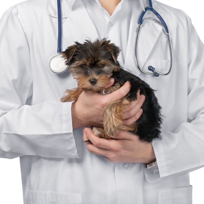 a yorkipoo in the arms of a veterinary surgeon
