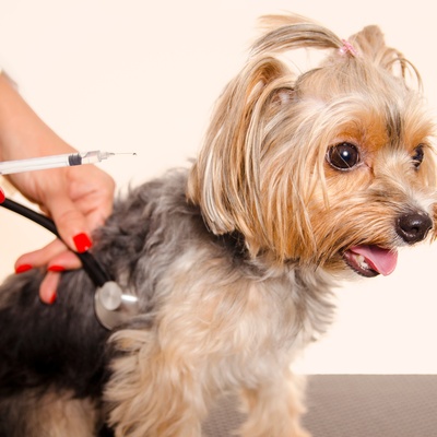a yorkie receiving a shot