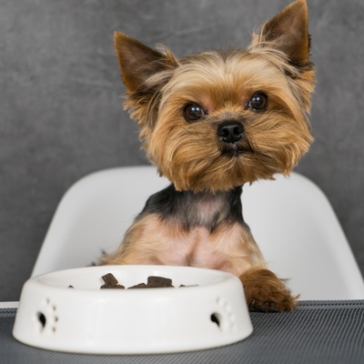 a yorkshire sitting in front of his bowl