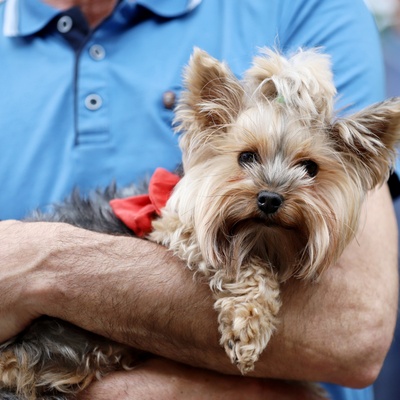 a yorkshire in the arms of its owner