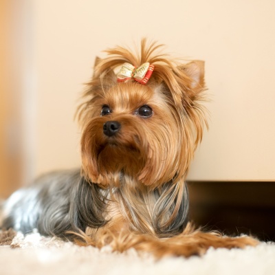 a yorkshire sitting