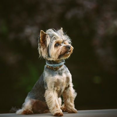 a yorkshire in the wild looking into the distance