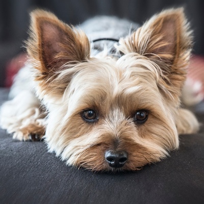 a yorkshire with his head slumped on an armrest