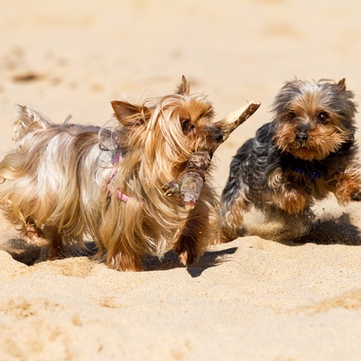 two yorkies playing together on the beach