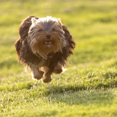 Everything about the Yorkshire Terrier: health, education, costs