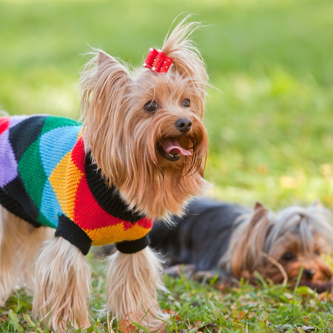un yorkshire avec un pull coloré et une couette près d'un autre yorkshire allongé sur l'herbe